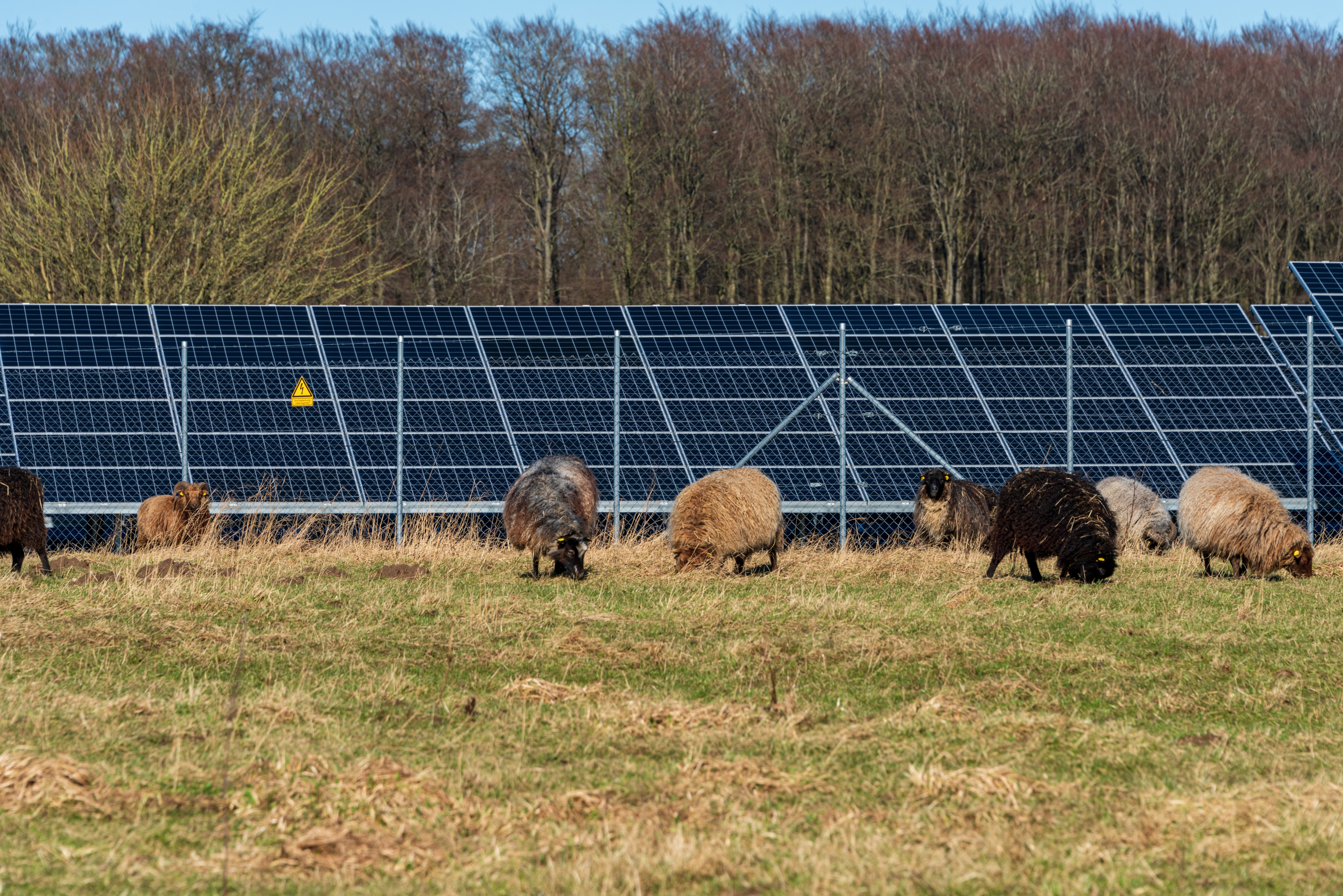 PV Panele auf Agrarfläche. Schaafherde im Vordergrund.